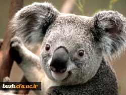Koala