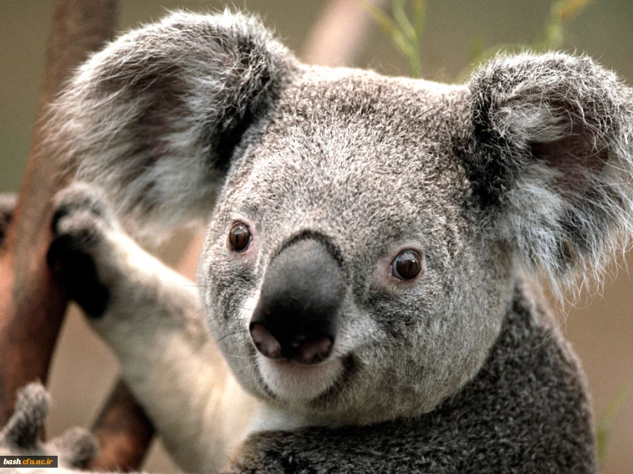 Koala